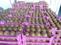 فروش کیوی هایوارد در تنکابن در گروه خرید فروش عمده کیوی - صادراتی مازندران تنکابن تالش در یکمیوه