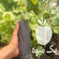 فروش و عرضه انواع نهال انگور در کاشمر در گروه خرید فروش نهال - انواع گردو پسته بادام سلطانی انگور در یکمیوه