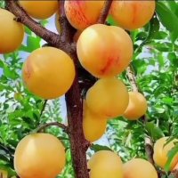 نهالستان مهدیزاده در اردبیل در گروه خرید فروش نهال - انواع گردو پسته بادام سلطانی انگور در یکمیوه