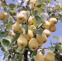 نهالستان مهدیزاده در ارومیه در گروه خرید فروش نهال - انواع گردو پسته بادام سلطانی انگور در یکمیوه