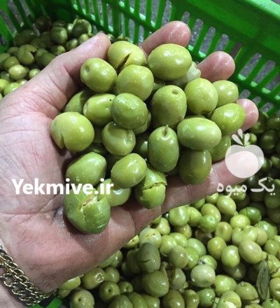 زیتون کنسروی طارم در آب بر در گروه خرید فروش عمده زیتون - سبز سیاه بندری پاکستانی طارم در یکمیوه -عکس3