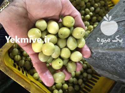 زیتون کنسروی طارم در آب بر در گروه خرید فروش عمده زیتون - سبز سیاه بندری پاکستانی طارم در یکمیوه -عکس2