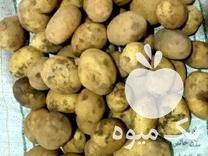 سیب زمینی فروش در همدان در گروه خرید فروش عمده سیب زمینی - زودرس دیررس آگریا اسپریت اردبیل همدان در یکمیوه -عکس1
