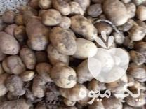 فروش سیب زمینی جیلی در شهرکرد در گروه خرید فروش عمده سیب زمینی - زودرس دیررس آگریا اسپریت اردبیل همدان در یکمیوه -عکس1