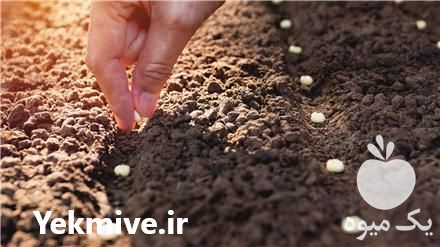 فروش انواع بذر در تهران در گروه خرید فروش بذر - انواع محصول کشاورزی گوجه کتان میوه درخت در یکمیوه -عکس1