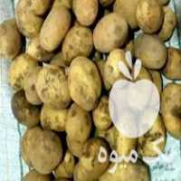 سیب زمینی فروش در همدان در گروه خرید فروش عمده سیب زمینی - زودرس دیررس آگریا اسپریت اردبیل همدان در یکمیوه