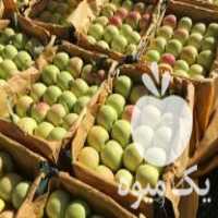 فروش سیب ممتاز میانه در آذربایجان شرقی در گروه خرید فروش عمده سیب - زرد و قرمز گلاب پاییزه در یکمیوه