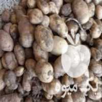 فروش سیب زمینی جیلی در شهرکرد در گروه خرید فروش عمده سیب زمینی - زودرس دیررس آگریا اسپریت اردبیل همدان در یکمیوه