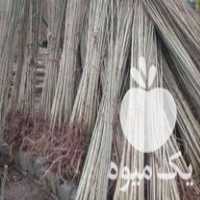 فروش نهال صنوبر یکساله در تهران در گروه خرید فروش نهال - انواع گردو پسته بادام سلطانی انگور در یکمیوه