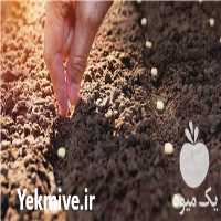 فروش انواع بذر در تهران در گروه خرید فروش بذر - انواع محصول کشاورزی گوجه کتان میوه درخت در یکمیوه