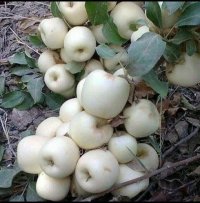 فروش نهال صادقی در خرم آباد در گروه خرید فروش نهال - انواع گردو پسته بادام سلطانی انگور در یکمیوه