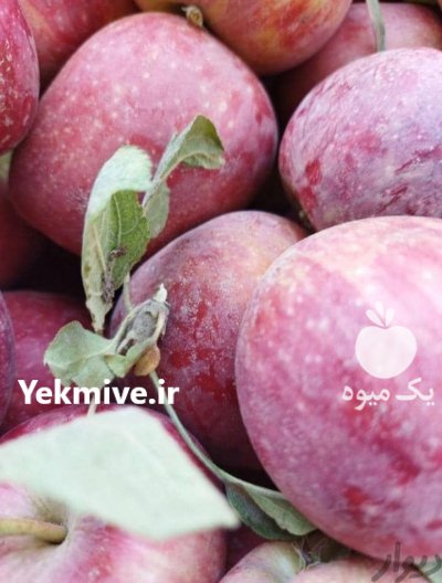 فروش سیب زرد و قرمز درجه 1 در ارومیه در گروه خرید فروش عمده سیب - زرد و قرمز گلاب پاییزه در یکمیوه -عکس1