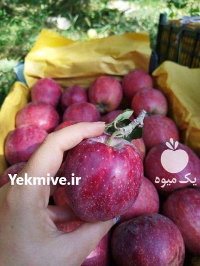 فروش سیب زرد و قرمز درجه 1 در ارومیه در گروه خرید فروش عمده سیب - زرد و قرمز گلاب پاییزه در یکمیوه -عکس2