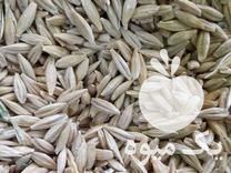 فروش جو دیم بهاره شش پر در همدان در گروه خرید فروش عمده گندم و جو - بلغور شیرازی فروش عمده محصول کشاورزی در یکمیوه -عکس1