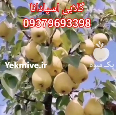 نهالهای پیوندی اصلاح شده مرغوب در ایلام در گروه خرید فروش نهال - انواع گردو پسته بادام سلطانی انگور در یکمیوه -عکس1