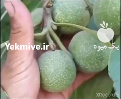 نهالهای پیوندی اصلاح شده مرغوب در ایلام در گروه خرید فروش نهال - انواع گردو پسته بادام سلطانی انگور در یکمیوه -عکس2