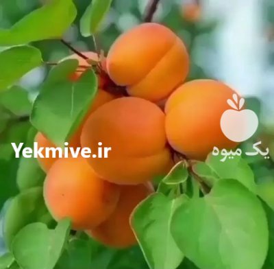 نهالهای پیوندی اصلاح شده مرغوب در ایلام در گروه خرید فروش نهال - انواع گردو پسته بادام سلطانی انگور در یکمیوه -عکس3