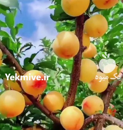 نهالهای پیوندی اصلاح شده مرغوب در ایلام در گروه خرید فروش نهال - انواع گردو پسته بادام سلطانی انگور در یکمیوه -عکس4