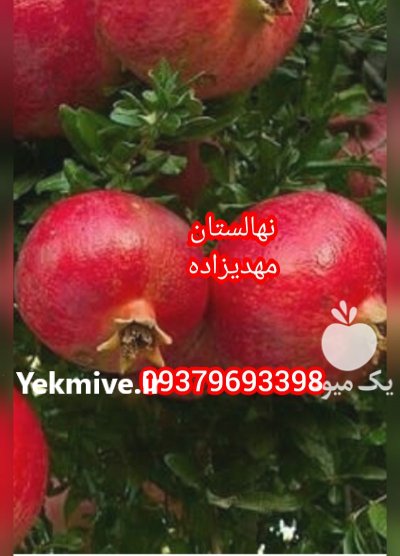 نهال بادام خوشه ای پیوندی آذر در تهران در گروه خرید فروش نهال - انواع گردو پسته بادام سلطانی انگور در یکمیوه -عکس4