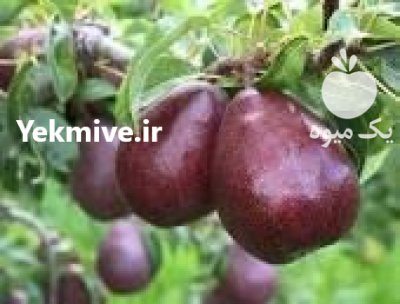 نهال پیوندی در کرمانشاه در گروه خرید فروش نهال - انواع گردو پسته بادام سلطانی انگور در یکمیوه -عکس1