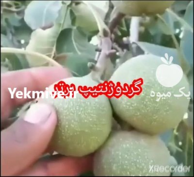 نهال گردو خوشه ای در همدان در گروه خرید فروش نهال - انواع گردو پسته بادام سلطانی انگور در یکمیوه -عکس1