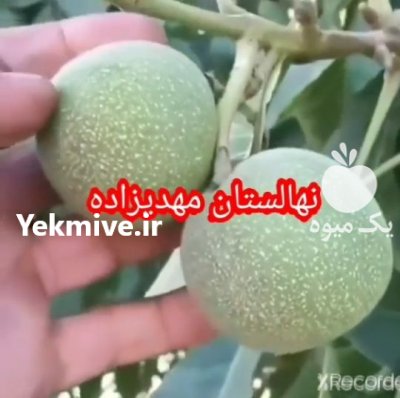 نهال گردو خوشه ای در همدان در گروه خرید فروش نهال - انواع گردو پسته بادام سلطانی انگور در یکمیوه -عکس2