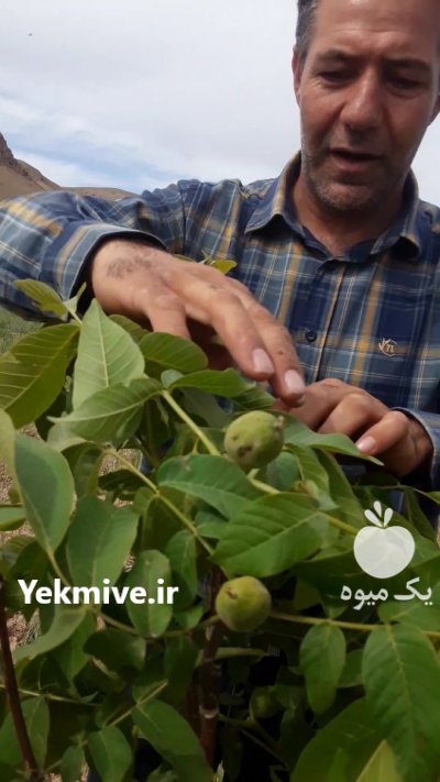 نهال گردو خوشه ای در همدان در گروه خرید فروش نهال - انواع گردو پسته بادام سلطانی انگور در یکمیوه -عکس3