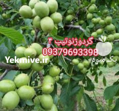 نهال گردو خوشه ای در همدان در گروه خرید فروش نهال - انواع گردو پسته بادام سلطانی انگور در یکمیوه -عکس4
