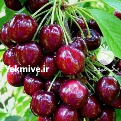 نهال (پیوندی) مهدیزاده در اصلاندوز در گروه خرید فروش نهال - انواع گردو پسته بادام سلطانی انگور در یکمیوه -عکس1
