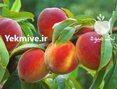 نهال (پیوندی) مهدیزاده در اصلاندوز در گروه خرید فروش نهال - انواع گردو پسته بادام سلطانی انگور در یکمیوه -عکس2