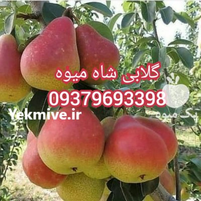 نهال پیوندی مهدیزاده 1401 در پارس آباد در گروه خرید فروش نهال - انواع گردو پسته بادام سلطانی انگور در یکمیوه -عکس3