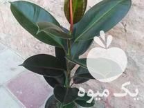 فروش انواع گلهای آپارتمانی سانسوریا فیکوس پتوس آلوررا در تهران در گروه خرید فروش عمده گیاهان زینتی - گرمسیری آپارتمانی باغچه آب در یکمیوه -عکس1