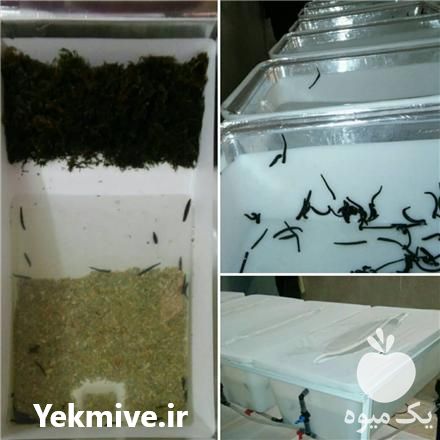 فروش راه اندازی مزارع پرورش زالو طبی و عقرب در مشهد در گروه مشاوره - راه اندازی بازاریابی کسب درآمد بهبود کسب و کار در یکمیوه -عکس1