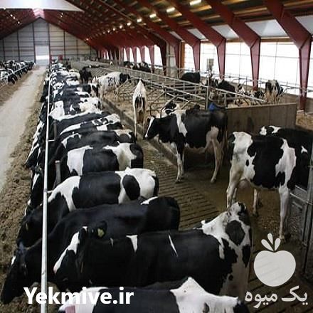 فروش هیتر تابشی دامداری و کشاورزی در شهرضا در گروه خرید فروش تجهیزات گلخانه - صنعتی خانگی هوشمند دست دوم در یکمیوه -عکس1