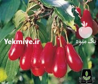 بادام پیوندی آذر شکوفه 1401 در اصفهان در گروه خرید فروش نهال - انواع گردو پسته بادام سلطانی انگور در یکمیوه -عکس1
