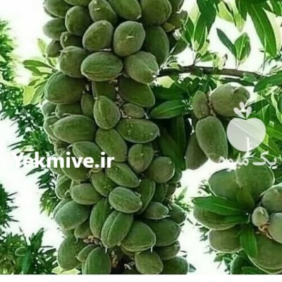 بادام پیوندی آذر شکوفه 1401 در اصفهان در گروه خرید فروش نهال - انواع گردو پسته بادام سلطانی انگور در یکمیوه -عکس3
