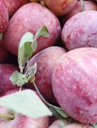 فروش سیب زرد و قرمز درجه 1 در ارومیه در گروه خرید فروش عمده سیب - زرد و قرمز گلاب پاییزه در یکمیوه