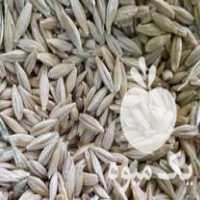 فروش جو دیم بهاره شش پر در همدان در گروه خرید فروش عمده گندم و جو - بلغور شیرازی فروش عمده محصول کشاورزی در یکمیوه