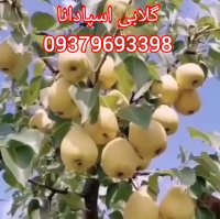 نهالهای پیوندی اصلاح شده مرغوب در ایلام در گروه خرید فروش نهال - انواع گردو پسته بادام سلطانی انگور در یکمیوه