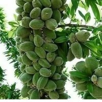 نهال بادام خوشه ای پیوندی آذر در تهران در گروه خرید فروش نهال - انواع گردو پسته بادام سلطانی انگور در یکمیوه
