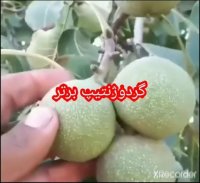 نهال گردو خوشه ای در همدان در گروه خرید فروش نهال - انواع گردو پسته بادام سلطانی انگور در یکمیوه
