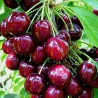 نهال (پیوندی) مهدیزاده در اصلاندوز در گروه خرید فروش نهال - انواع گردو پسته بادام سلطانی انگور در یکمیوه