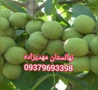 نهال پیوندی مهدیزاده 1401 در پارس آباد در گروه خرید فروش نهال - انواع گردو پسته بادام سلطانی انگور در یکمیوه