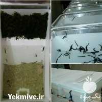 فروش راه اندازی مزارع پرورش زالو طبی و عقرب در مشهد در گروه مشاوره - راه اندازی بازاریابی کسب درآمد بهبود کسب و کار در یکمیوه