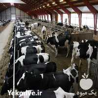 فروش هیتر تابشی دامداری و کشاورزی در شهرضا در گروه خرید فروش تجهیزات گلخانه - صنعتی خانگی هوشمند دست دوم در یکمیوه