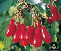 بادام پیوندی آذر شکوفه 1401 در اصفهان در گروه خرید فروش نهال - انواع گردو پسته بادام سلطانی انگور در یکمیوه