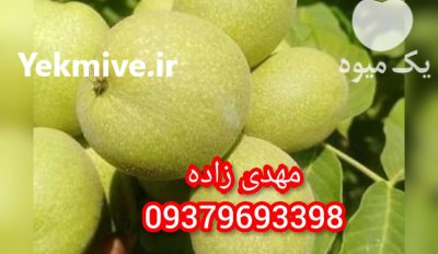 نهال های پیوندی مرغوب ir 1401 در کرج در گروه خرید فروش نهال - انواع گردو پسته بادام سلطانی انگور در یکمیوه -عکس1