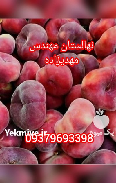 نهال های پیوندی مرغوب ir 1401 در کرج در گروه خرید فروش نهال - انواع گردو پسته بادام سلطانی انگور در یکمیوه -عکس2