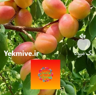 نهال های پیوندی مرغوب ir 1401 در کرج در گروه خرید فروش نهال - انواع گردو پسته بادام سلطانی انگور در یکمیوه -عکس3