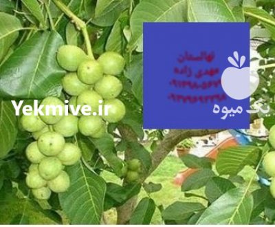 نهال های پیوندی مرغوب ir 1401 در کرج در گروه خرید فروش نهال - انواع گردو پسته بادام سلطانی انگور در یکمیوه -عکس4